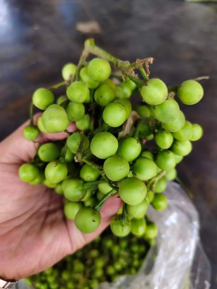 Authentic Thai Pea Eggplant (20 Seeds)