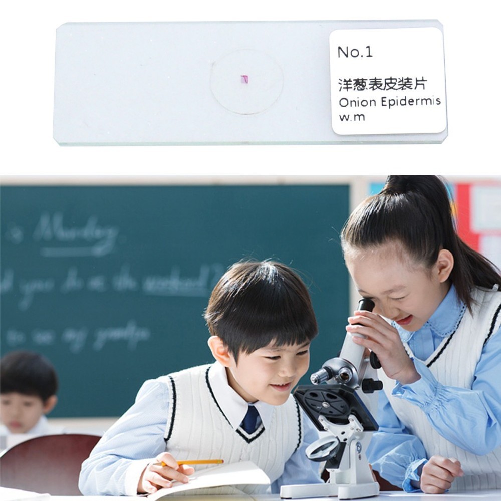 10 PCS/Set Microscope Slide Kit Microscopic Lab Kids Slides with Specimens