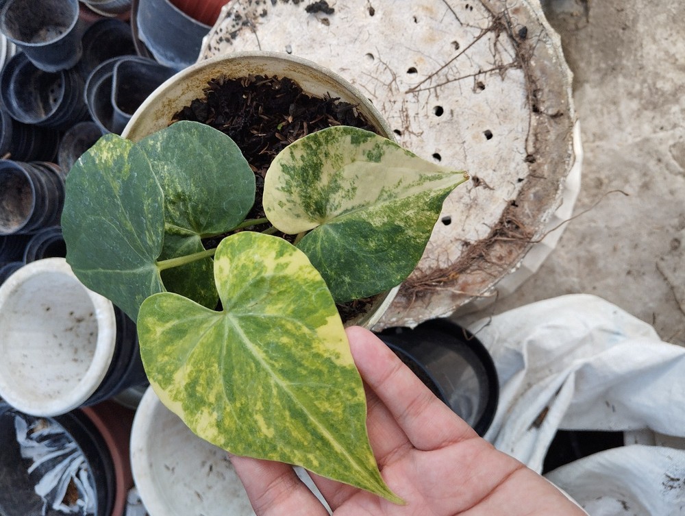 Anthurium Clarynervium Hybrid Variegated Real Photo