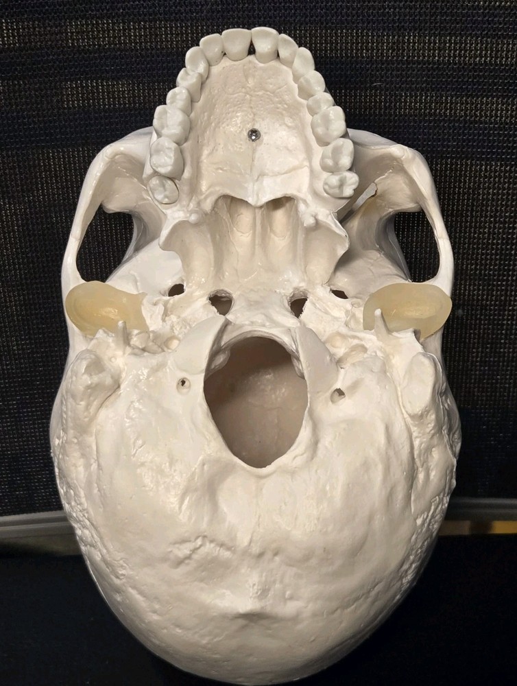 Realistic Anatomical Human Skull Model