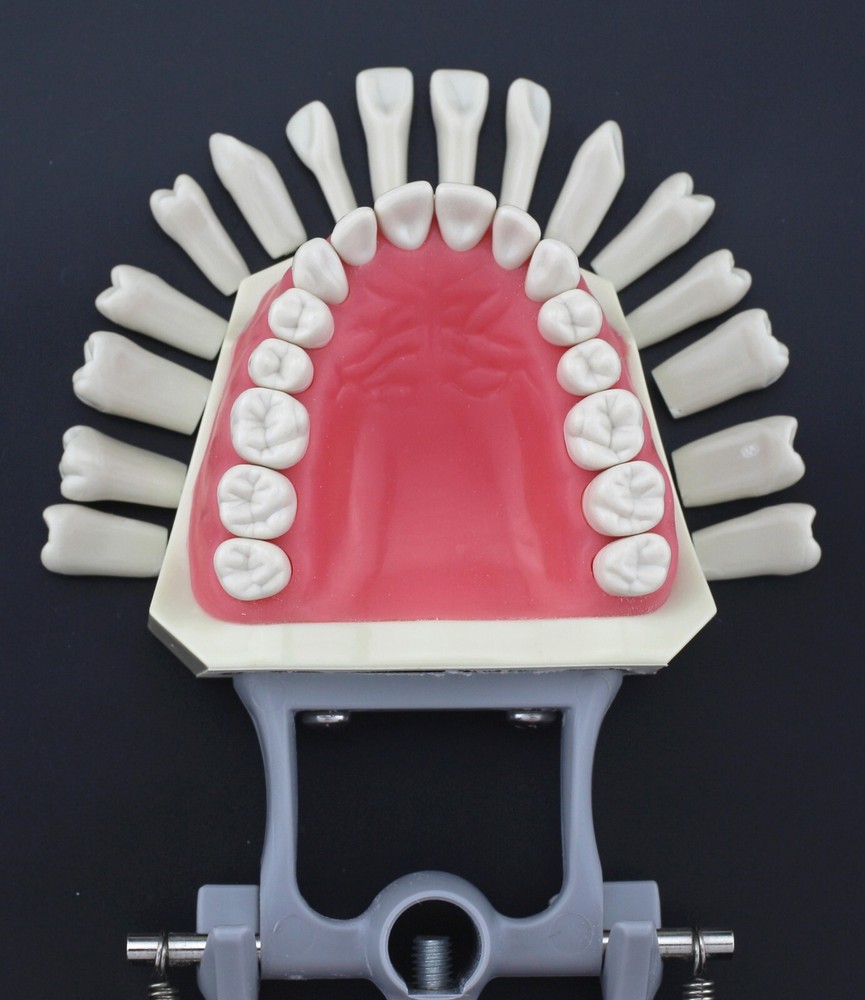 Columbia Dentoform 860 Type Dental Typodont Model With 32pcs Removable Teeth