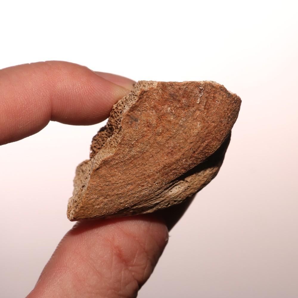 Dinosaur Vertebrae Partial - Hell Creek Formation - Nice Fossil CRETACEOUS
