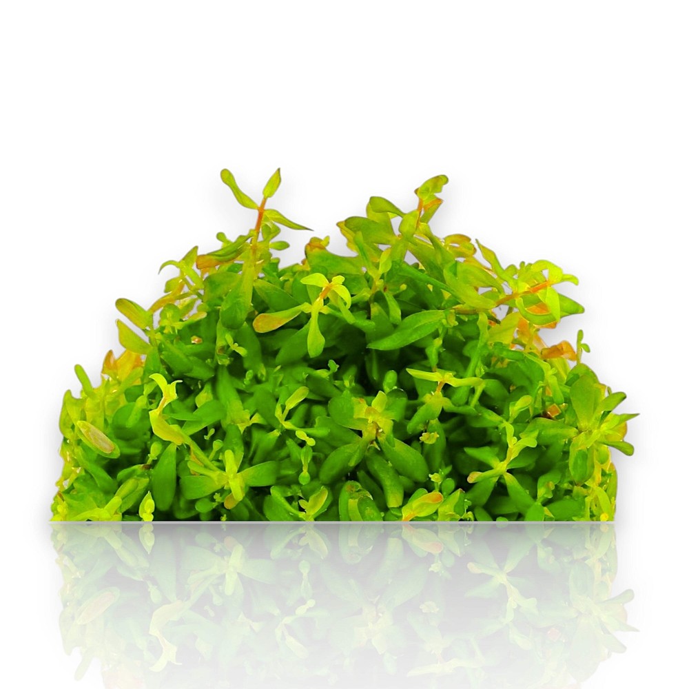 Rotala Ceylon Vitro Culture