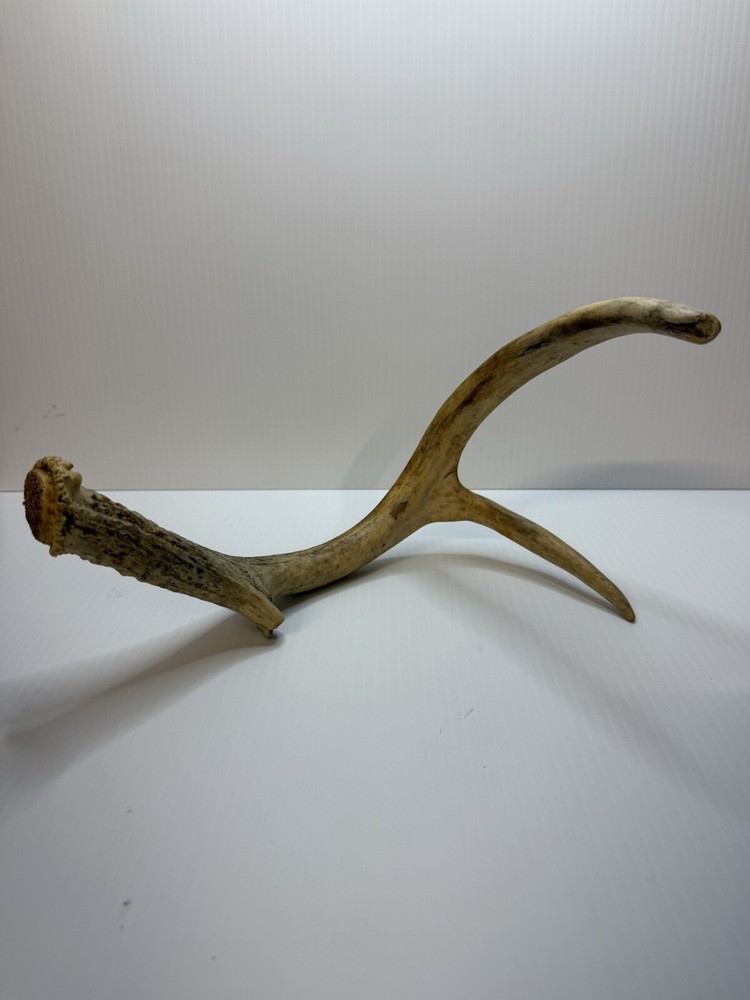 2 Animal Antlers Unknown Animal