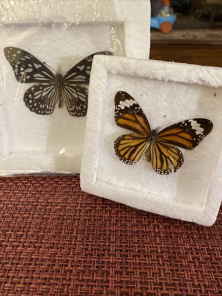 Preserved butterfly specimens in resin frames