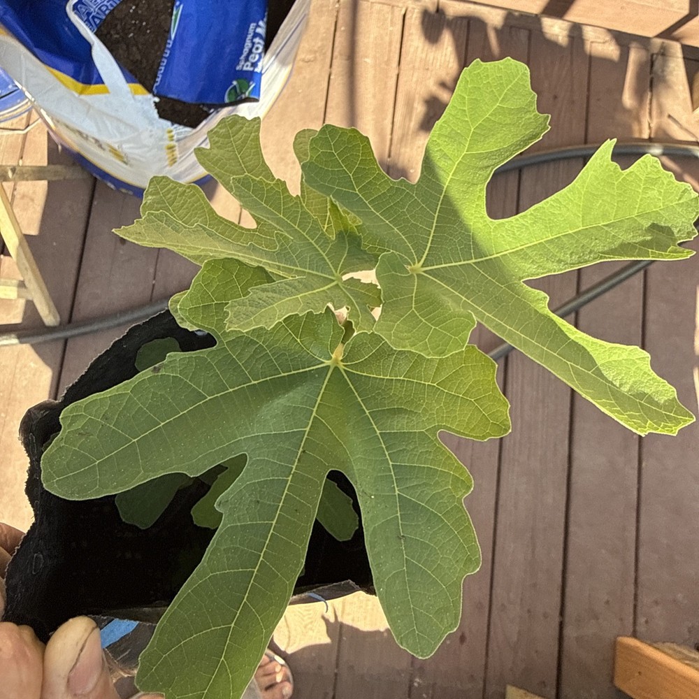 Italian Black YOUNG Fig Tree 🌲