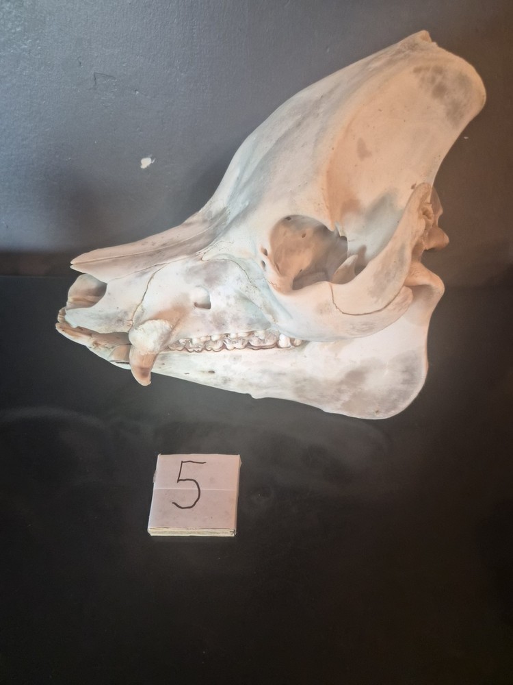 Boar Skull