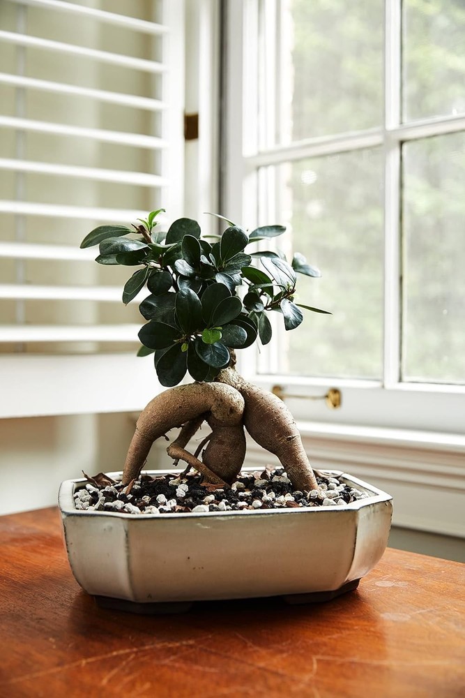 Professional Bonsai Soil Mix - 20qts