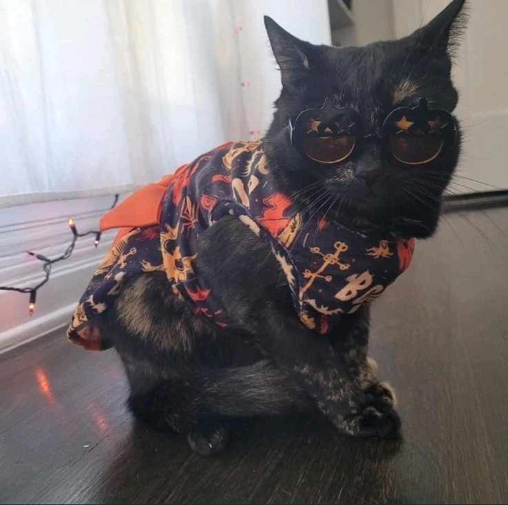 Cat Halloween Costume For pet