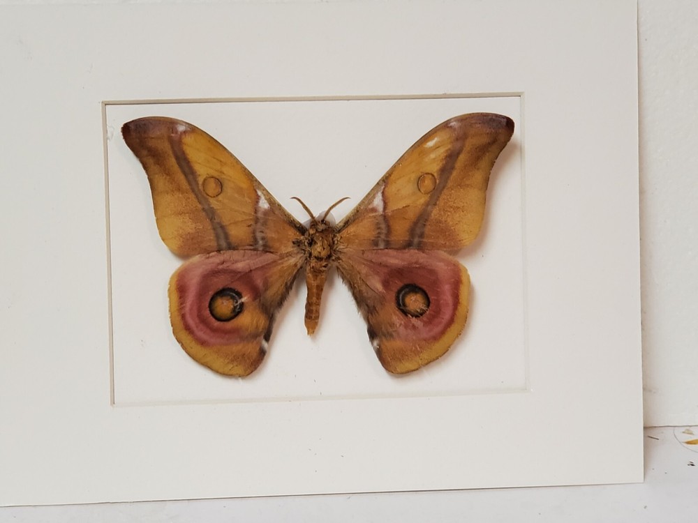Real framed Suraka Silkmoth from Madagascar (F)