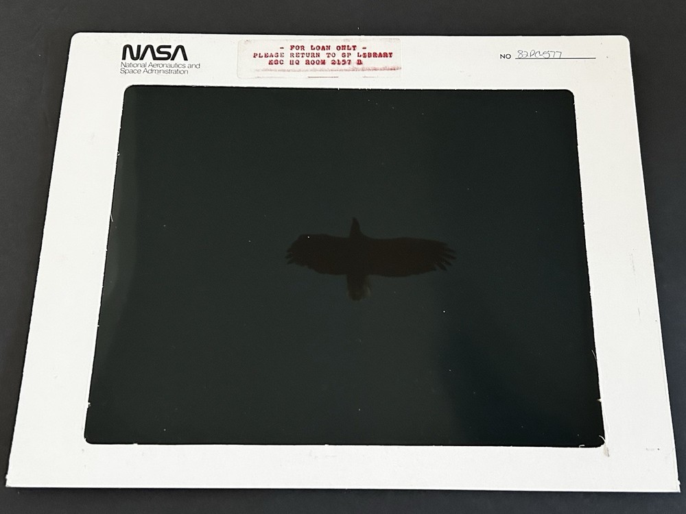 1982 NASA KSC Nature Bald Eagle in Flight Presentation Transparency-577