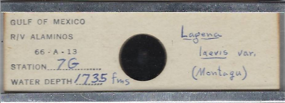 Foraminifera Lagena laevis var. (Montagu) Microfossil Microscope Slide