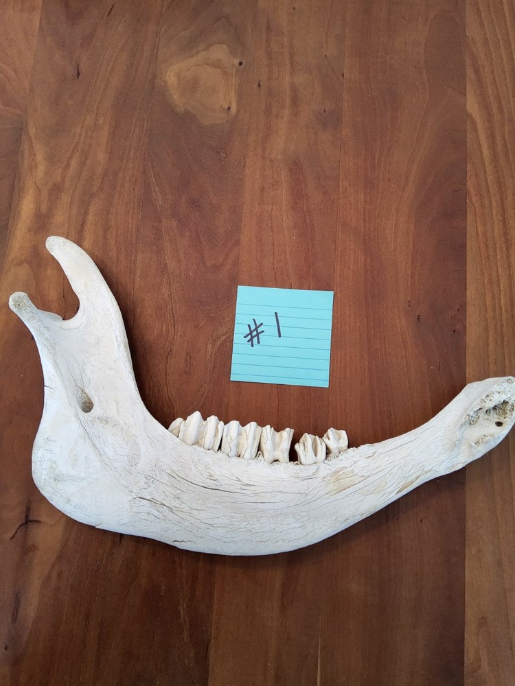 Moose Jaw Bone 50 Years Old