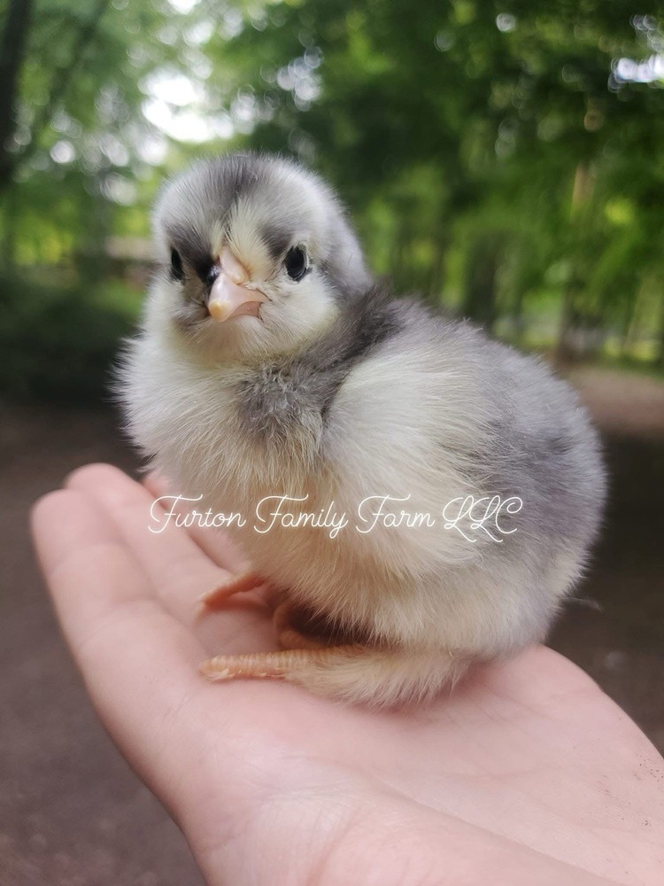 12+ Langshan Blue, Black, Splash Hatching Chicken Eggs