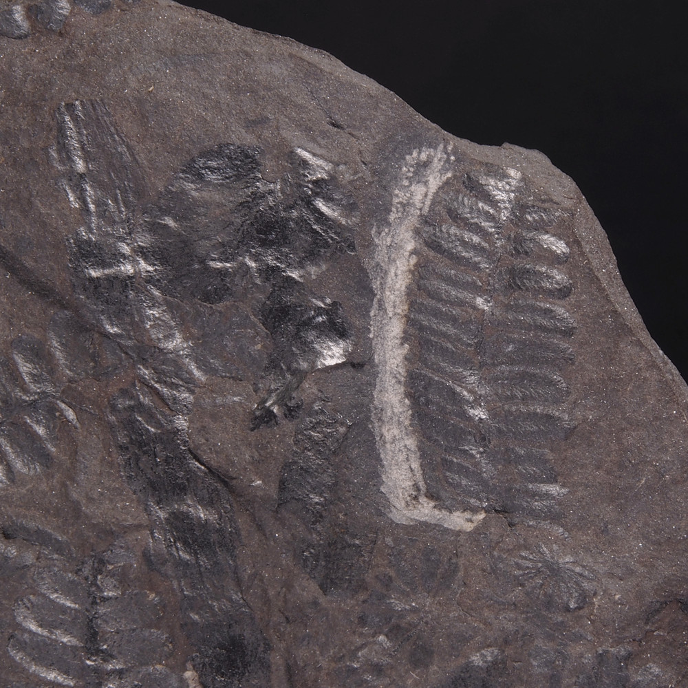 FERN FOSSIL - Carboniferous - Leon - SPAIN 20C2