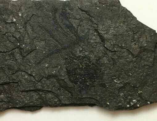 FOSSIL FISH ARGYROPELECUS