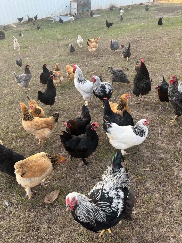 12 Chicken Hatching Eggs Mix (Rare Breeds)