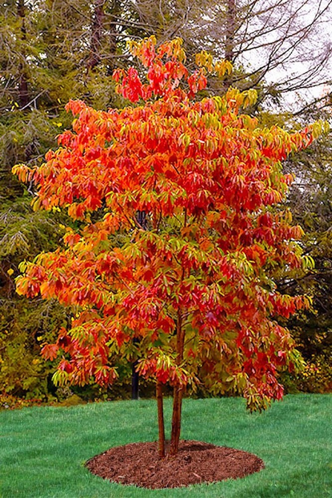 3 Sassafras Tree 12-24" Tall Sassafras albidum Bare Root