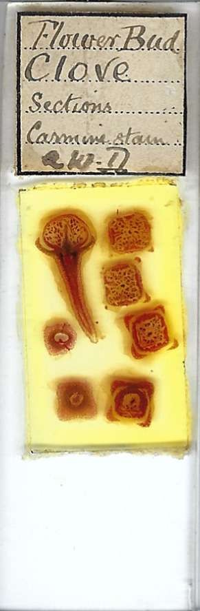 Clove Flower Bud Sections Microscope Slide
