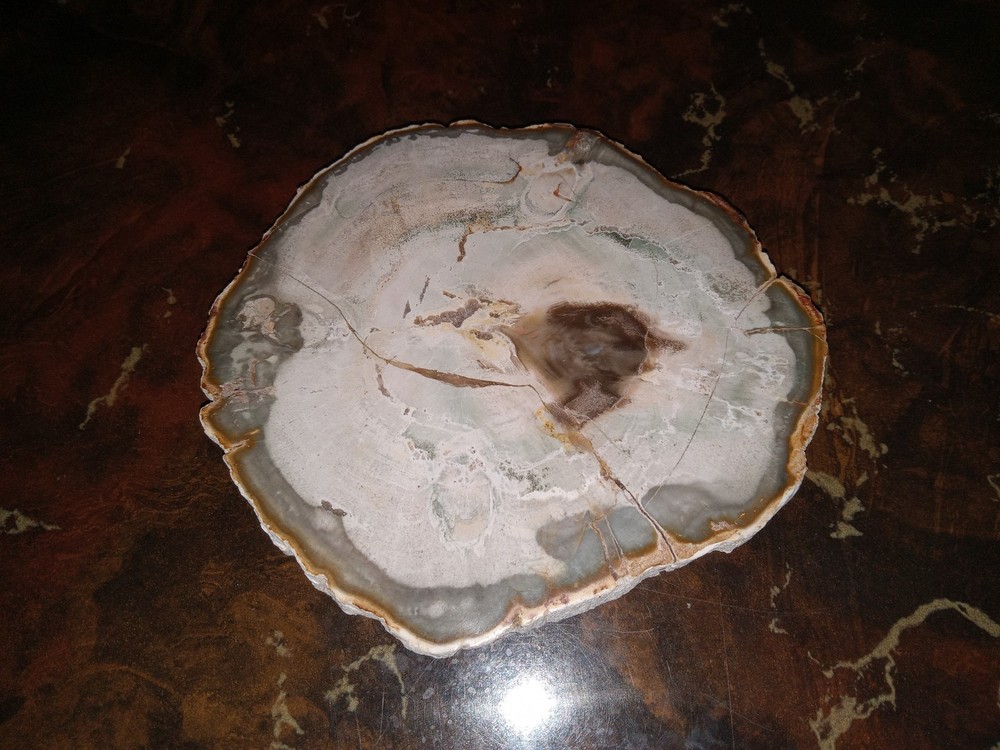 Petrified Wood from Madagascar