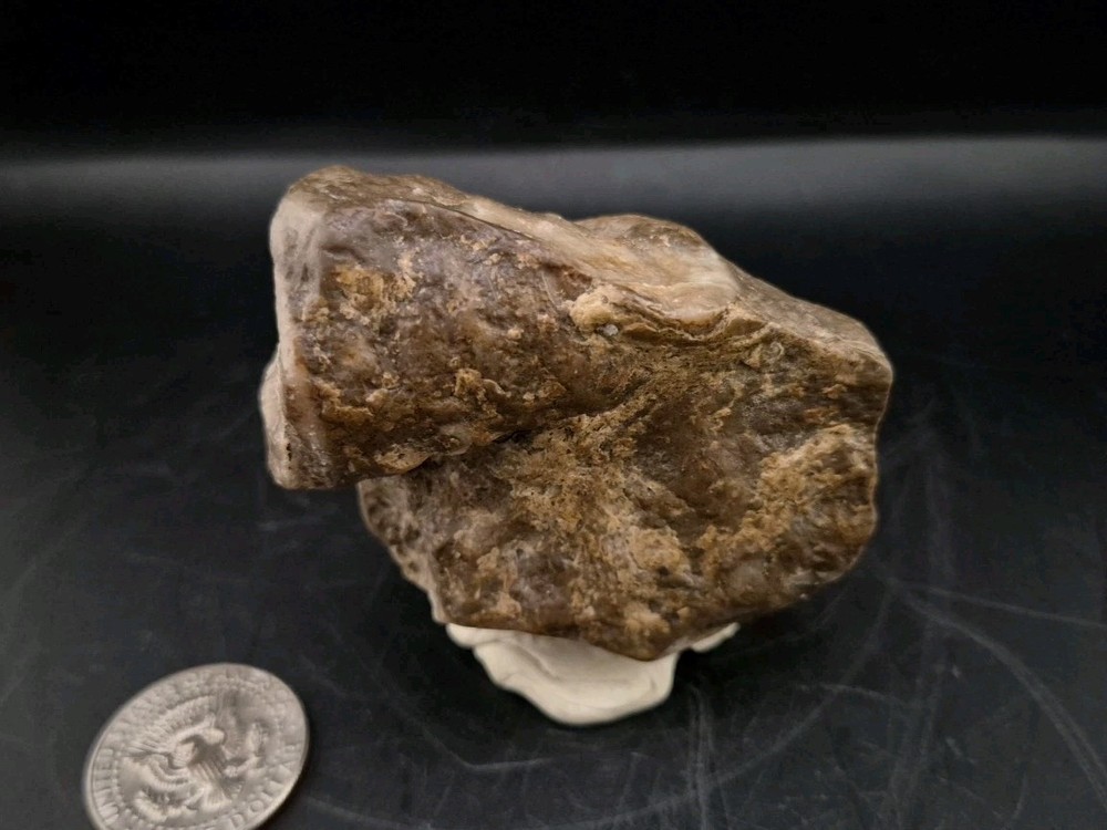 Egg Fossil Reptile 🦎 Permineralized