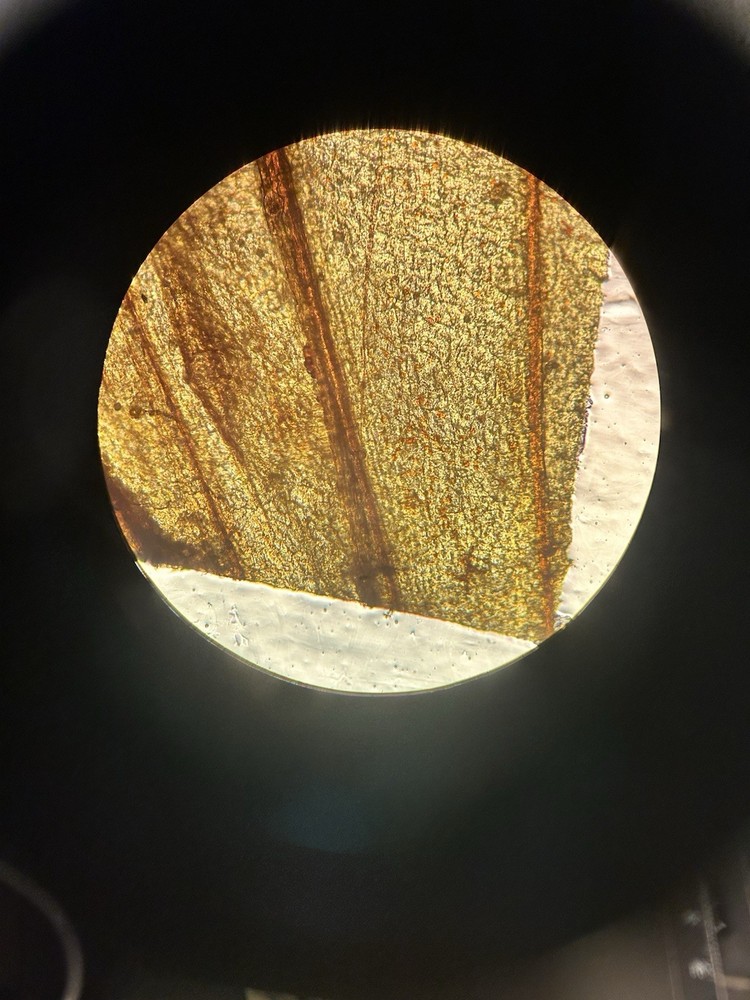 Nikon YS2-T Alphaphot 2 Microscope With Objectives E4 0.10/ E10 0.25/ E40 0.65