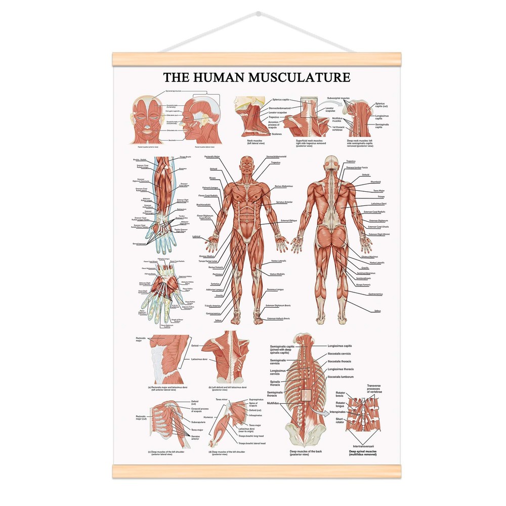The Human Muscular System Chart Hanging Scroll Frame Canvas Print Human Anato...