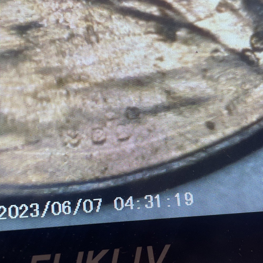 2023 Penny Lot Extra V, From Bu Roll