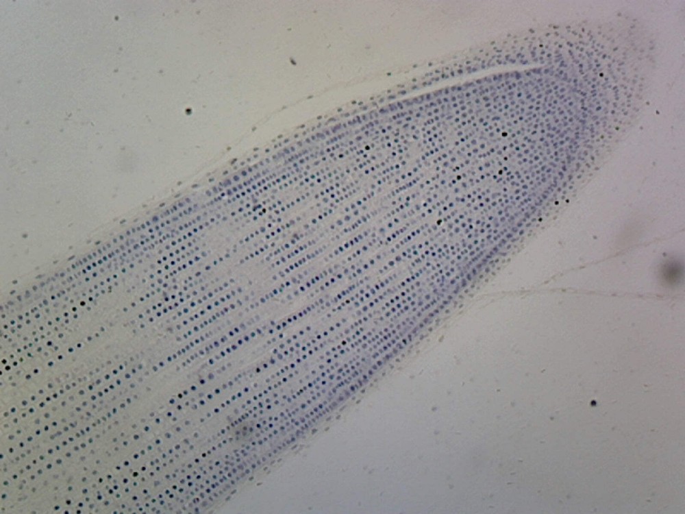 Lilium Mitosis; Lateral Section