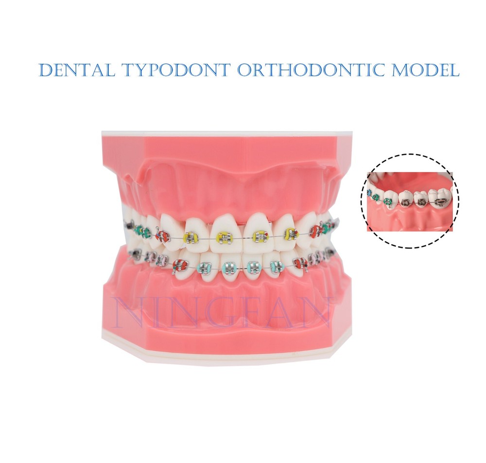 US Dental Typodont Demo Teeth Model1:1 Brushing Flossing Teaching Practice Study