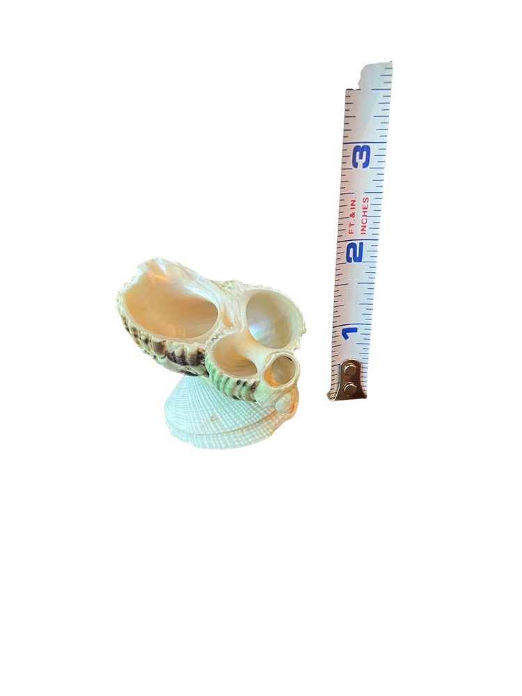 Miniature Seashell Figurine Trinket