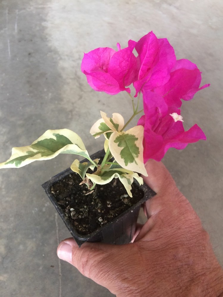 Bougainvillea - 'Raspberry Ice'