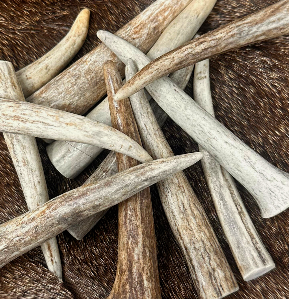 20 PACK - Premium * A * GRADE Deer Antler Crafting Tips (Choose Size)