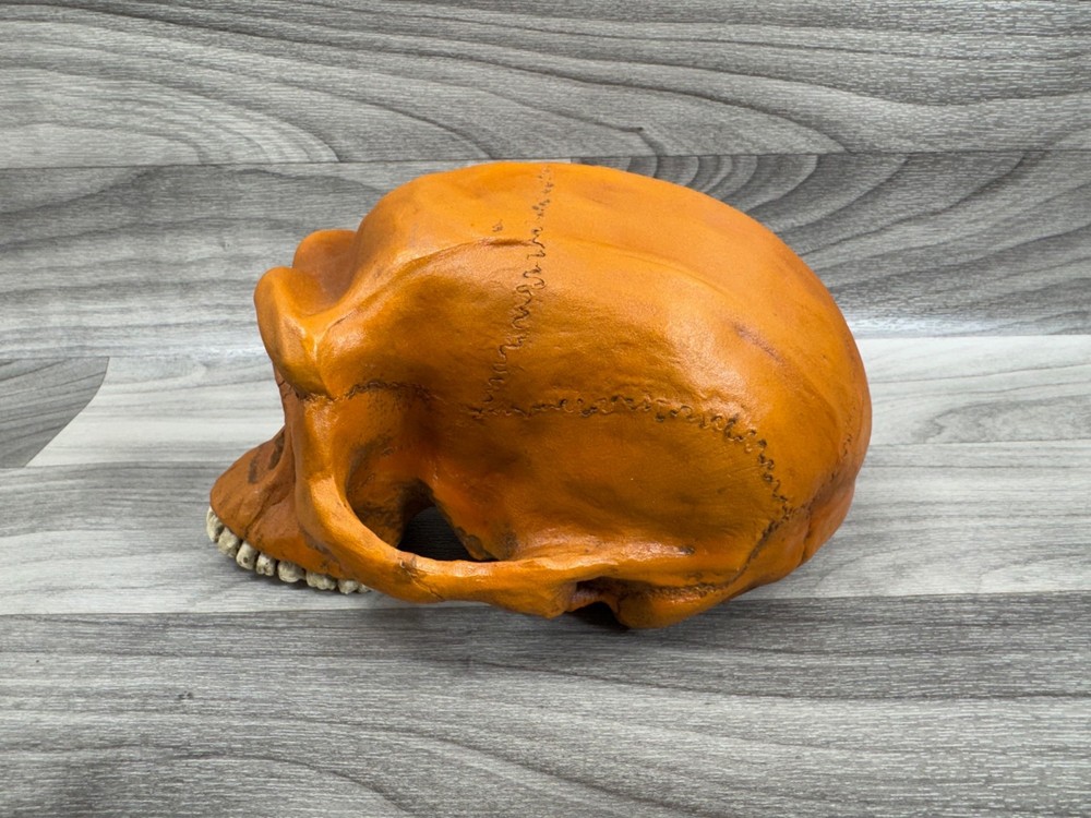 PREHISTORIC CERAMIC SKULLS LOT - NEANDERTHAL CRANIUM HEAD