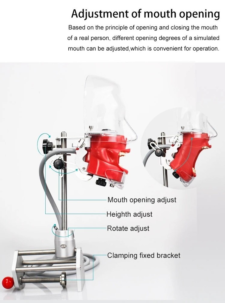 Dental Simulator Phantom Head Model for Education Dentist Training Practice