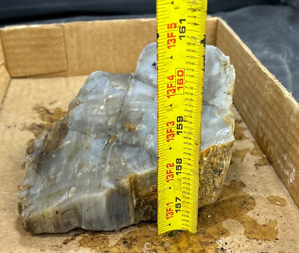 Silver Creek Junction petrified wood