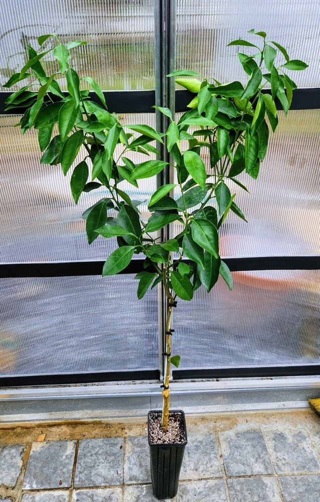 Cara Cara Navel Orange Tree - 32"-42" Tall