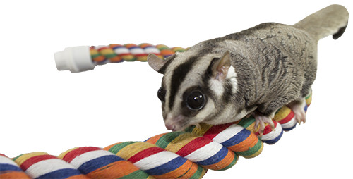 Flex Rope (Medium) (2 Pack) - Small Pet Cage Accessory - Sugar Glider, Marmoset