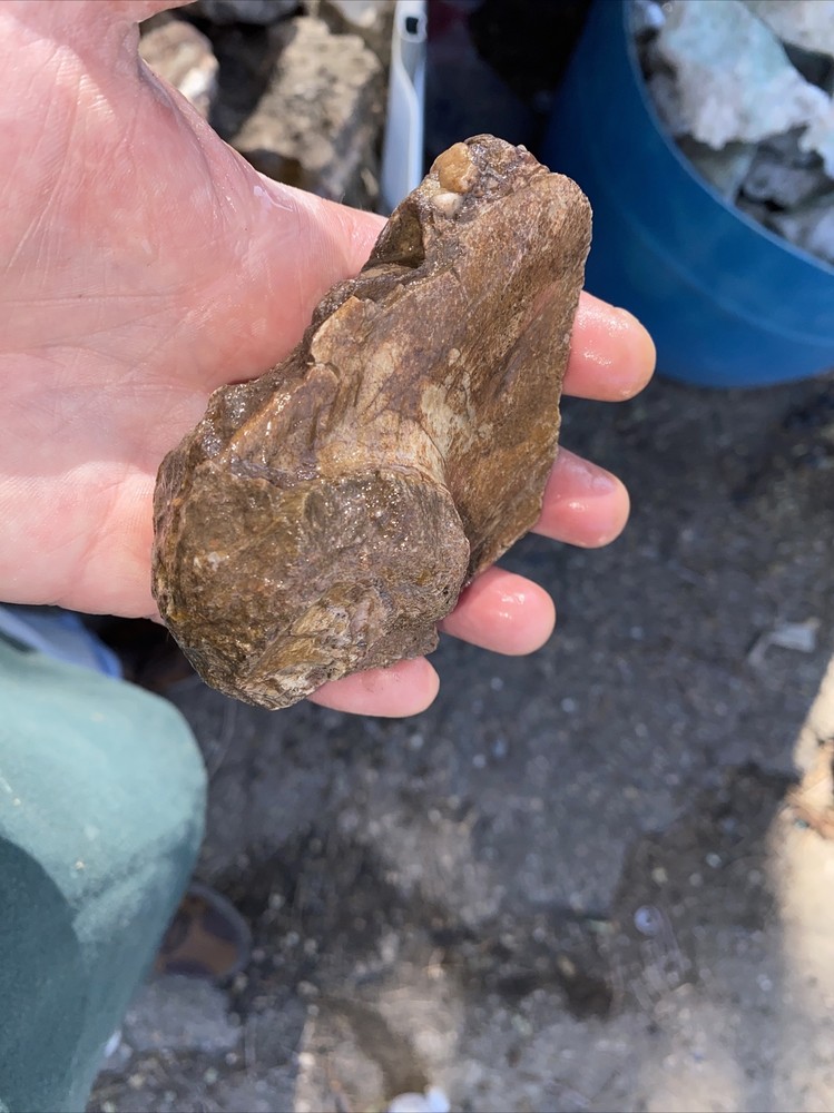 Structural dinosaur bone
