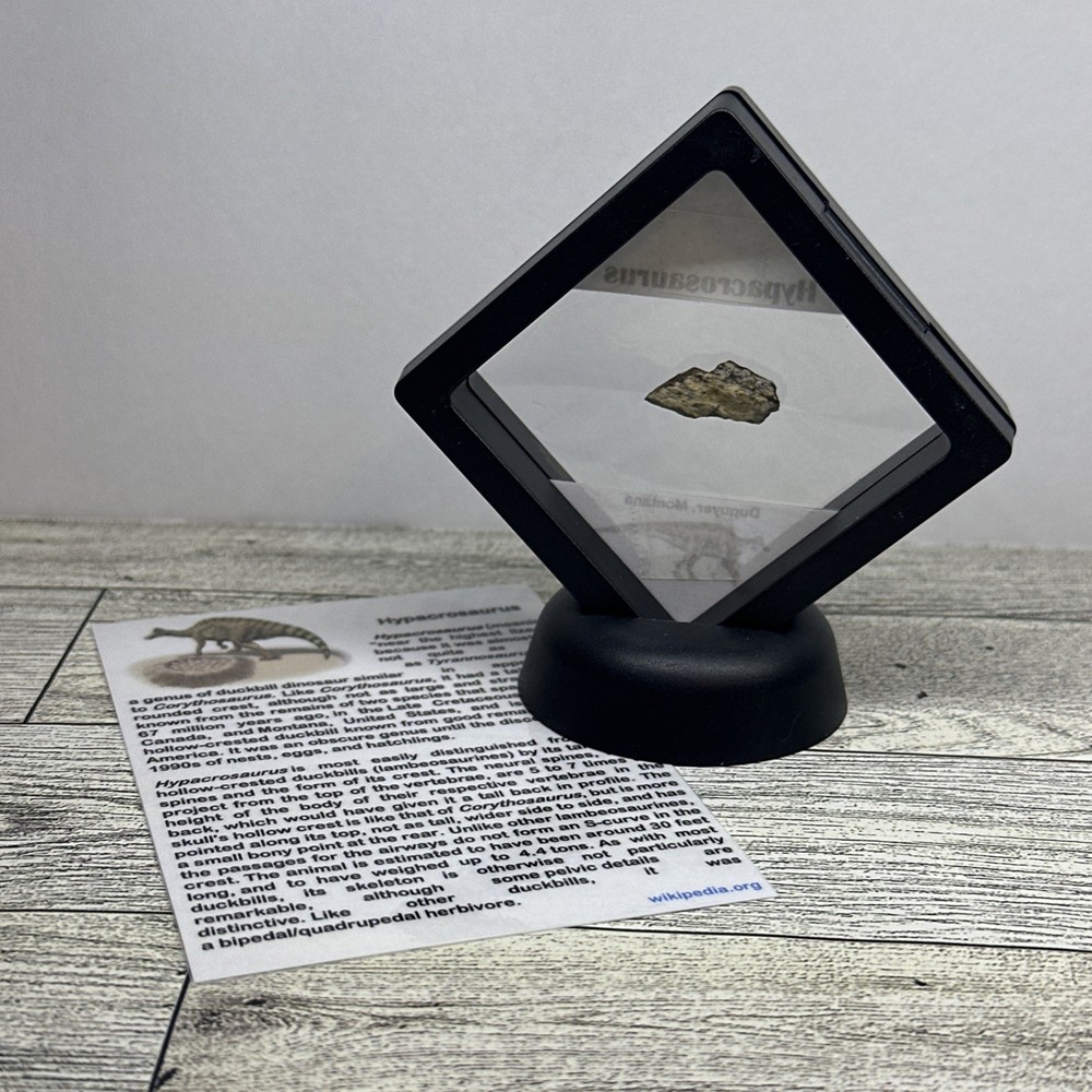 Hypacrosaurus Duckbill Extinct Dinosaur Bone Fossil with Display Case