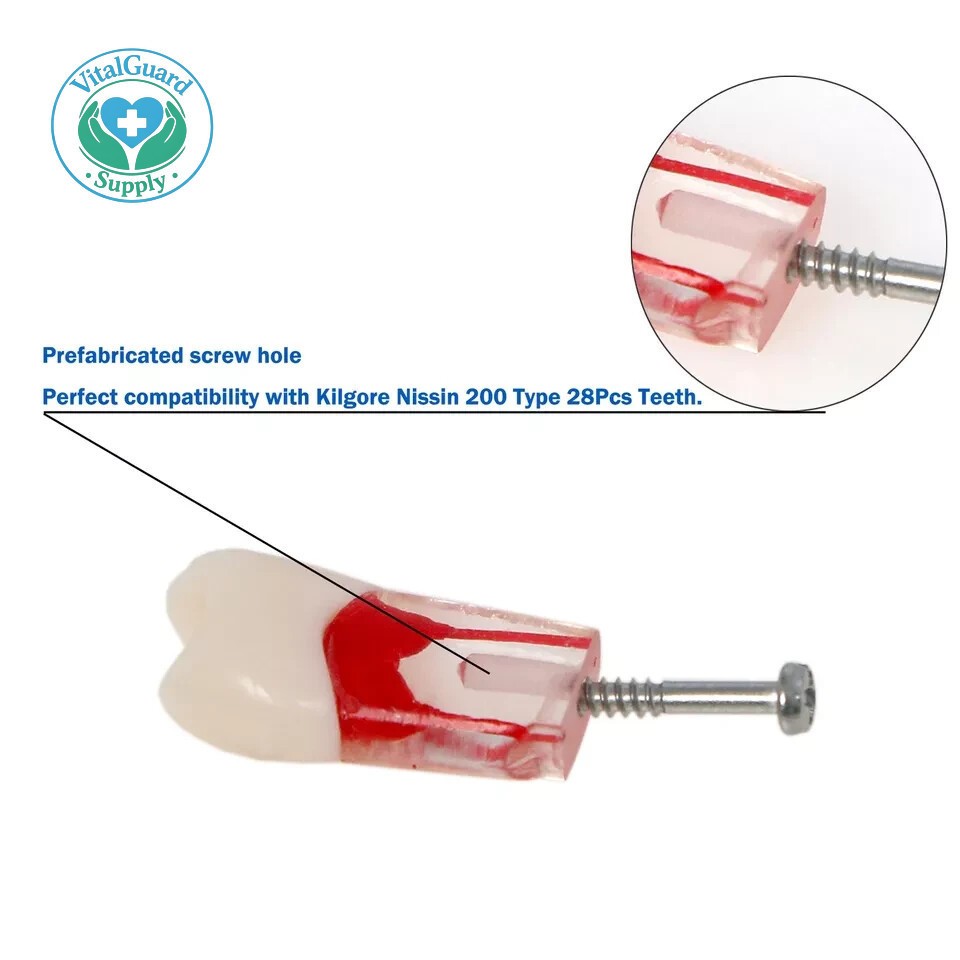 #8006 Dental Endo Root Canal Teeth Model Study RCT Practice Typodont Model 10PCS