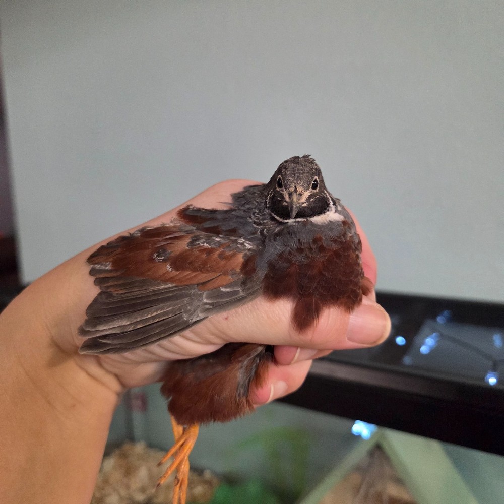 10+ Fresh Button Quail Fertile Hatching Eggs