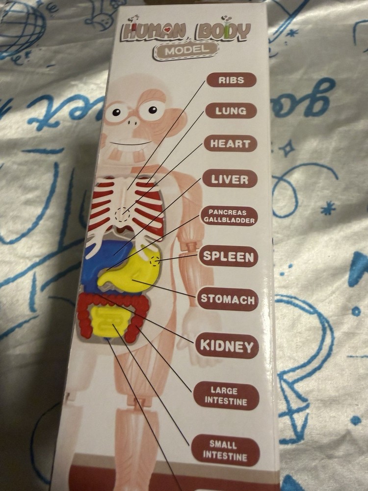 HUMAN MODEL EDUCATIONAL ANOTOMY TEACHING TOOL