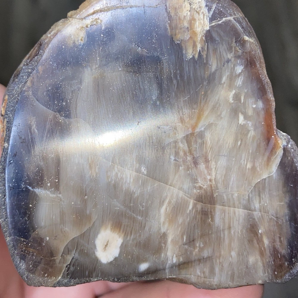 Petrified Wood Polished Specimen 9.10 Oz