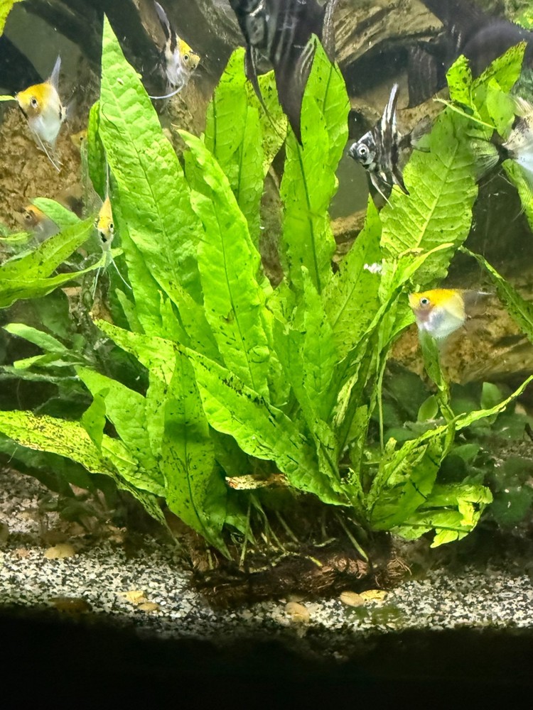 Java Fern Mat 3" x 5" Live Plant
