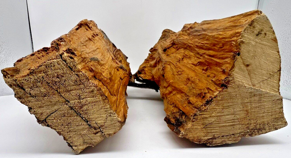 Old Horseshoe Embedded in a Tree 11" X 10" Primitive