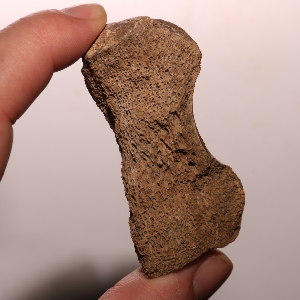 Dinosaur Vertebra Partial - Nice Sized - Hell Creek Formation CRETACEOUS Great