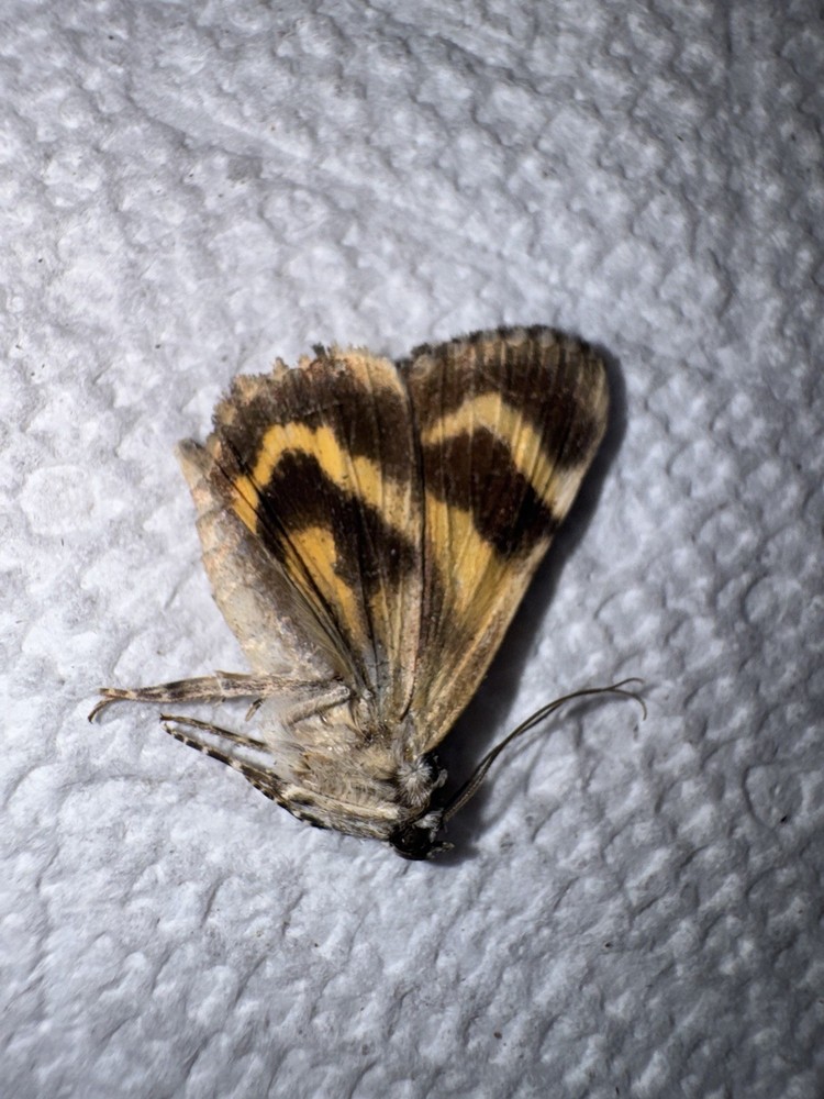 BY5 - BEAUTIFUL GOLDEN CATACOLA UNDERWING MOTH 3