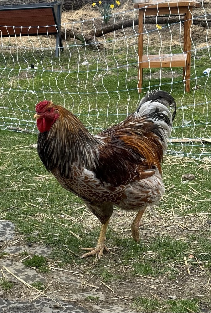 6+ Organically Raised Barnyard Mix Fertile Hatching Eggs