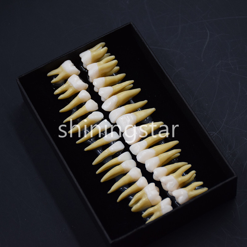 1 Set 1:1 Permanent Teeth Demonstration Teach Dental Study Model Tooth #7008 New